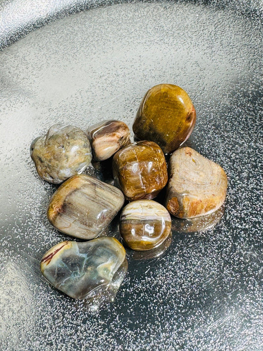 Versteinertes Holz Trommelsteine ca. 100 Gramm - Trommelsteine